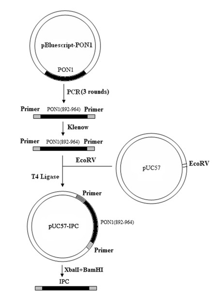 Multiple fluorescence quantitative PCR method for simultaneous and fast detecting three types of pathogenic bacteria in food