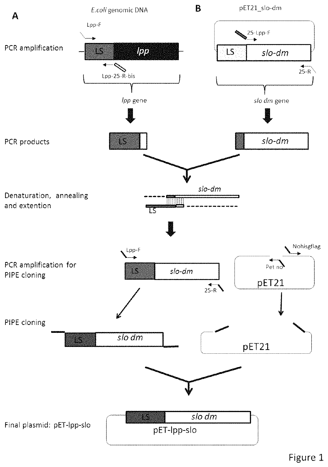 Immunogenic compositions containing bacterial outer membrane vesicles