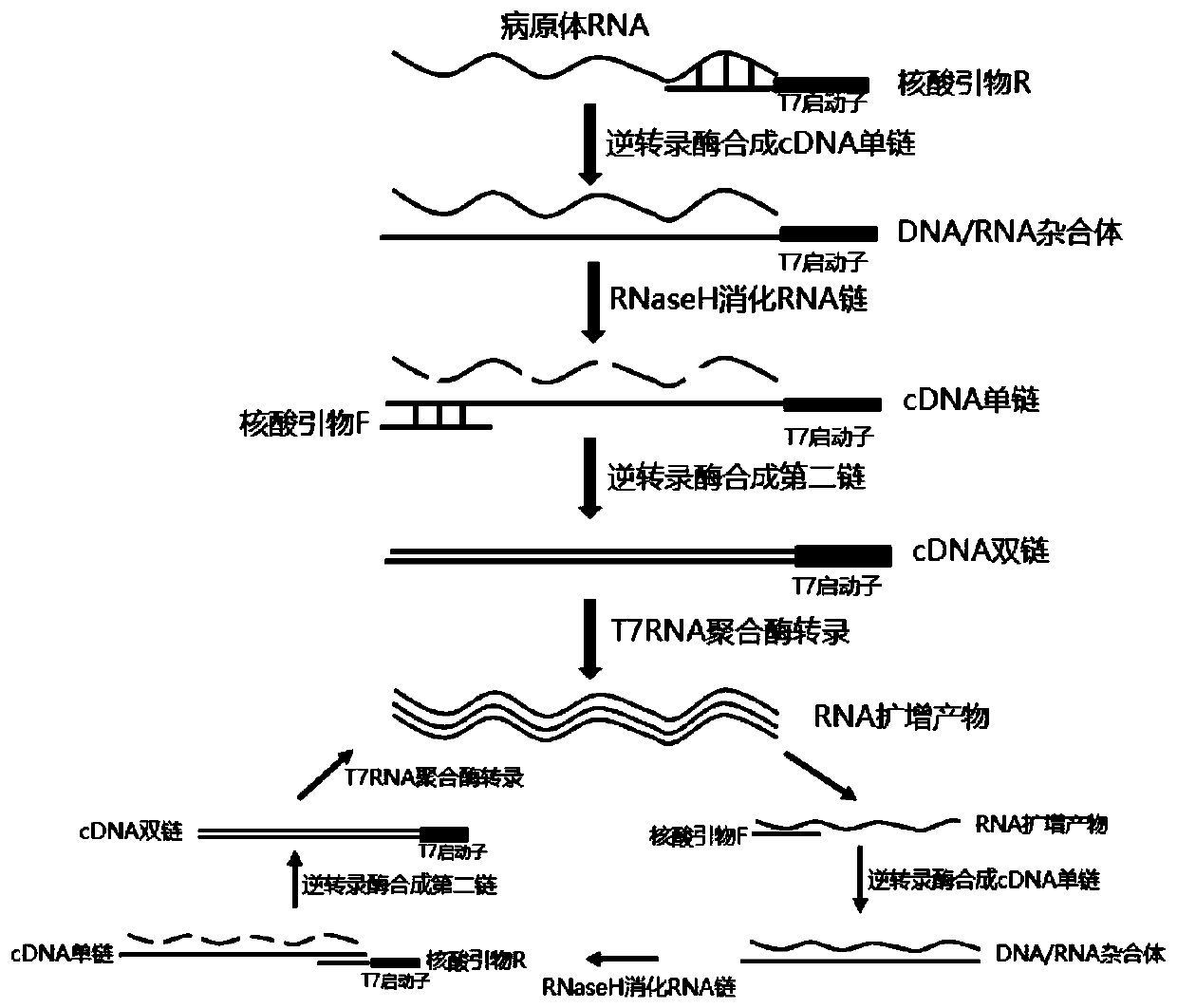 Mycoplasma pneumoniae and chlamydia pneumoniae nucleic acid combined detection kit and application thereof