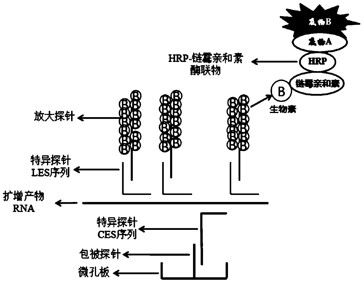 Mycoplasma pneumoniae and chlamydia pneumoniae nucleic acid combined detection kit and application thereof