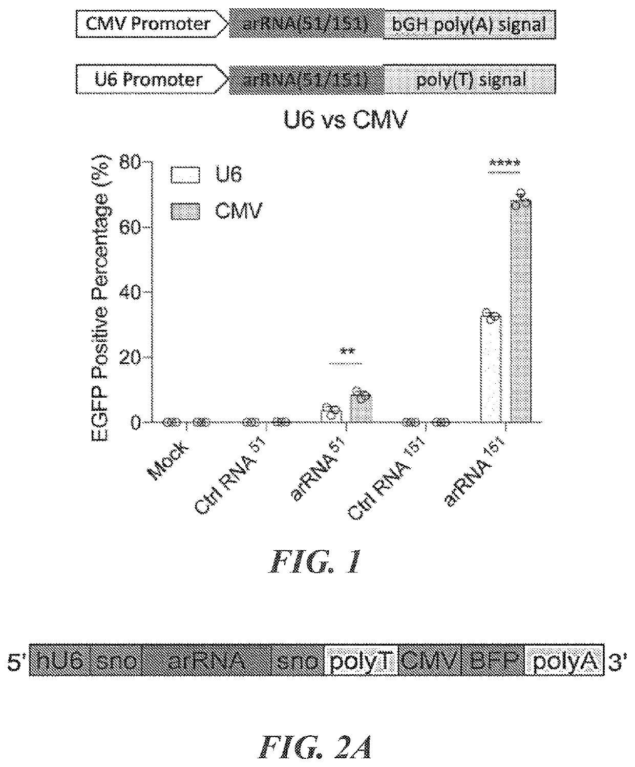 Targeted RNA editing by leveraging endogenous adar using engineered rnas