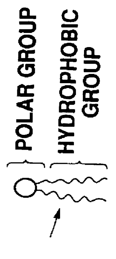 Bilayer membrane device