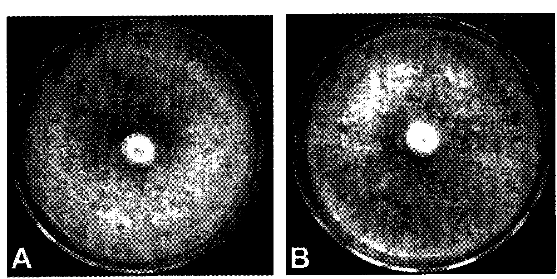 Endophytic fungi chaetomium globosum strain, microbial agent and application thereof