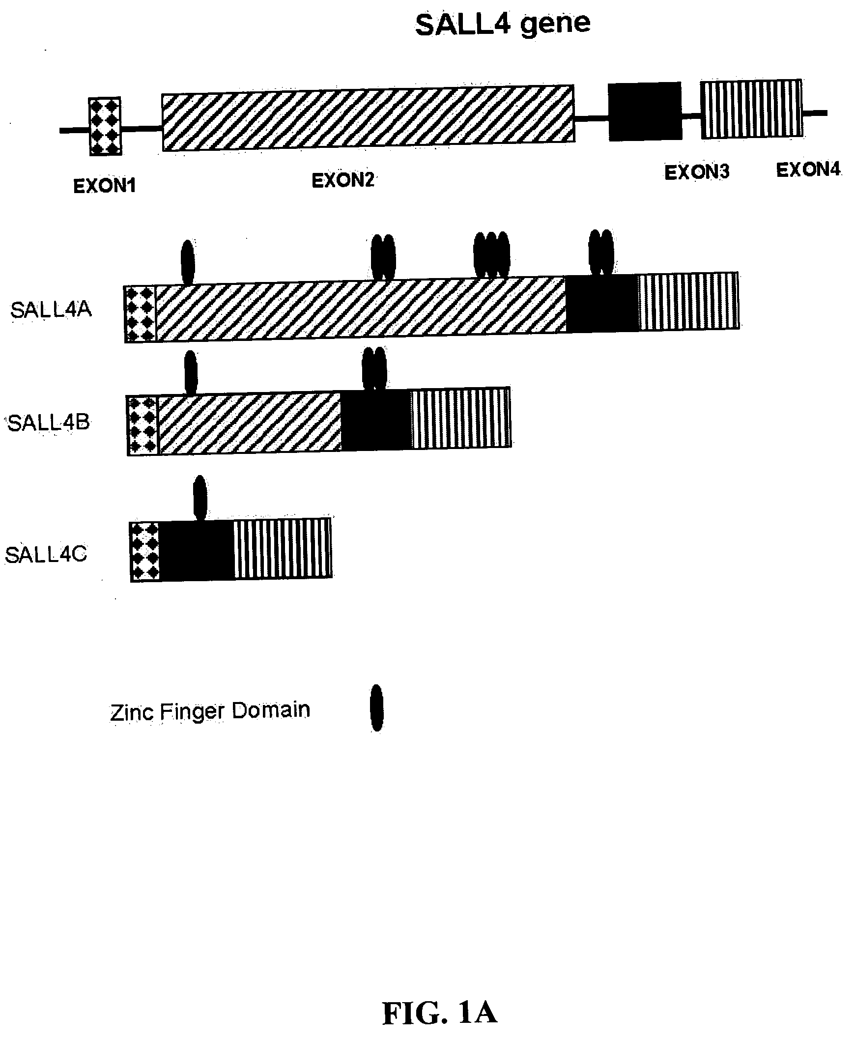 Targeting of SALL4 for the treatment and diagnosis of proliferative disorders associated with myelodysplastic syndrome (MDS)