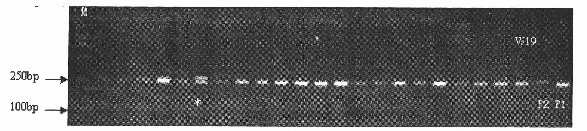 Method for recurrently and selectively breeding non-glutinous rice by using recessive cytoblast sterile material