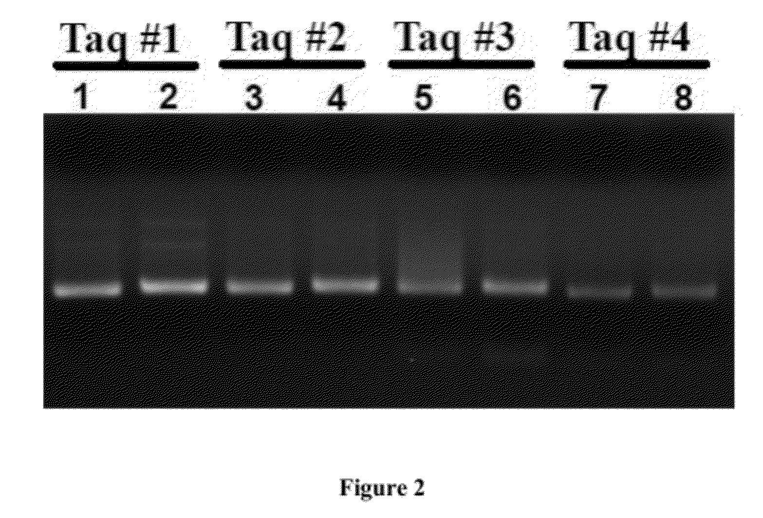 Methods, systems, and compositions for detection of microbial DNA by PCR