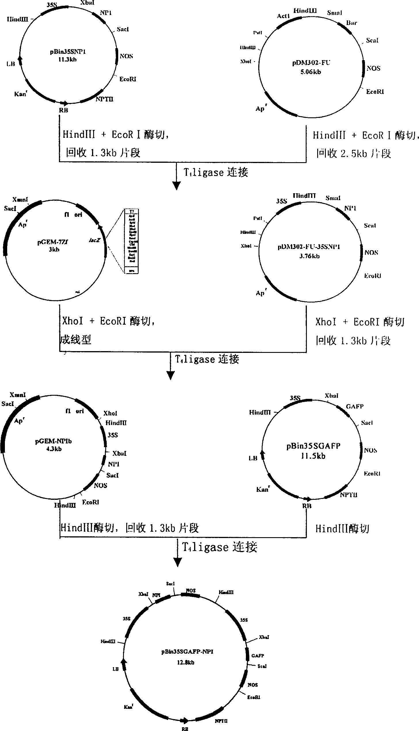 Expression carrier of double-valence anti-disease gene in plant