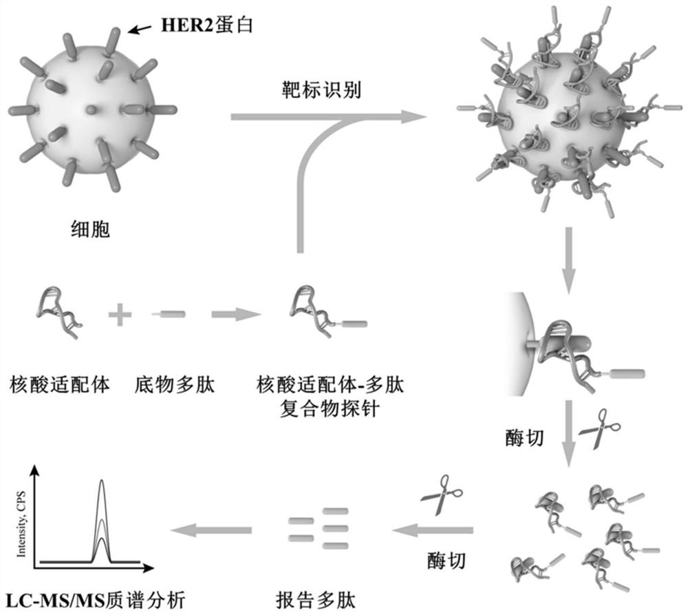 Nucleic acid aptamer-polypeptide complex probe and its preparation method and application