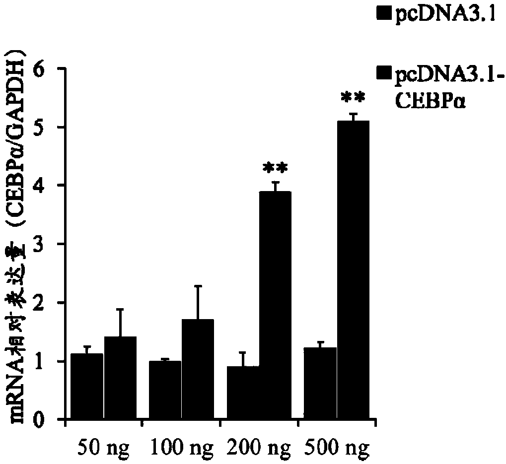 Application of transcription factor CEBP alpha serving as transcription factor of Kiss1 promoter region