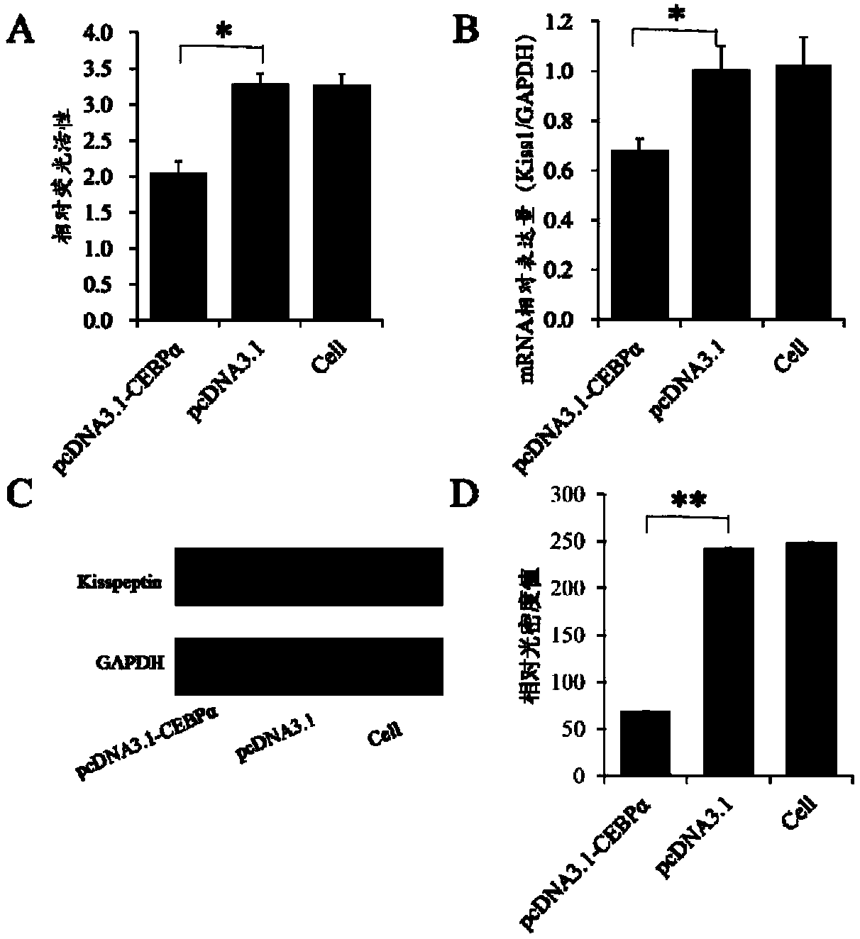 Application of transcription factor CEBP alpha serving as transcription factor of Kiss1 promoter region