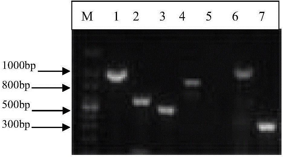 Primer for identifying mycobacterium tuberculosis complex strains and application of primer