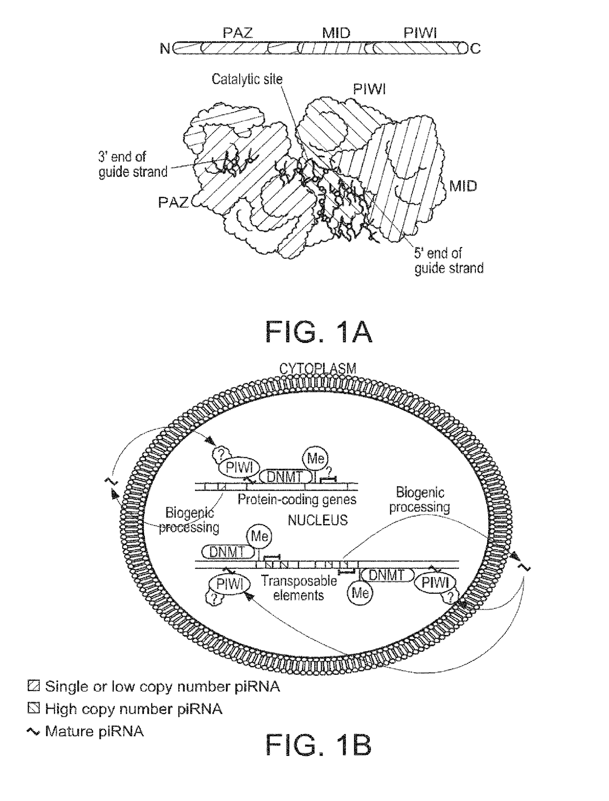 COMPOSITIONS AND METHODS OF USING piRNAS IN CANCER DIAGNOSTICS AND THERAPEUTICS