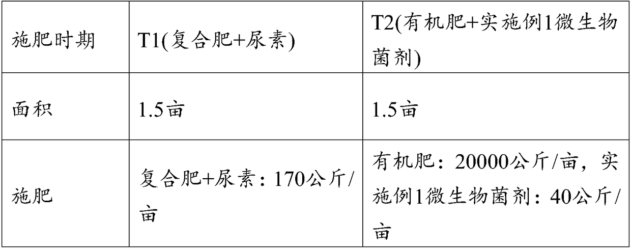 Bacillus mucilaginosus and microbial fertilizer and preparation method and application thereof