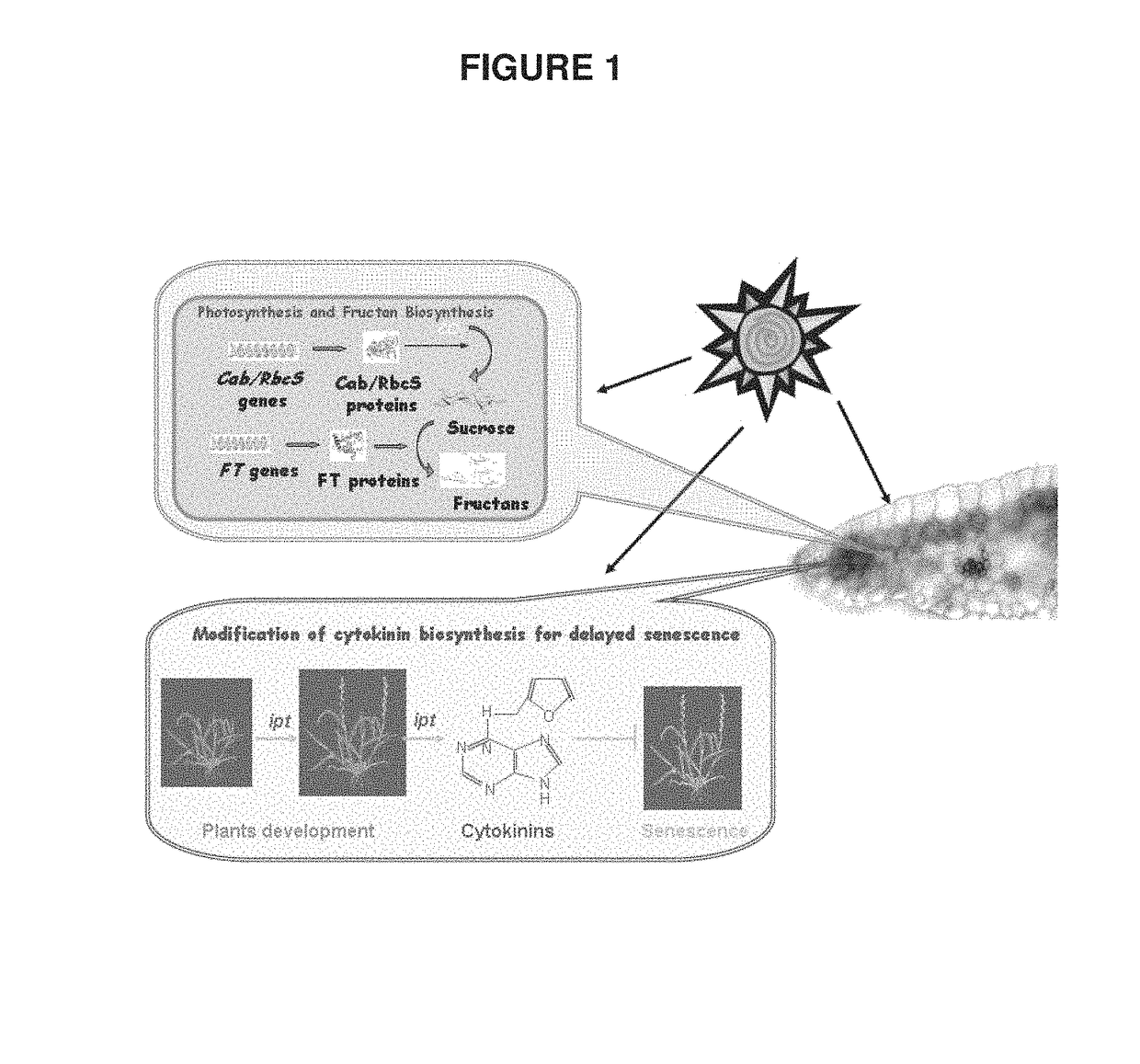 Modification of fructan biosynthesis, increasing plant biomass, and enhancing productivity of biochemical pathways in a plant