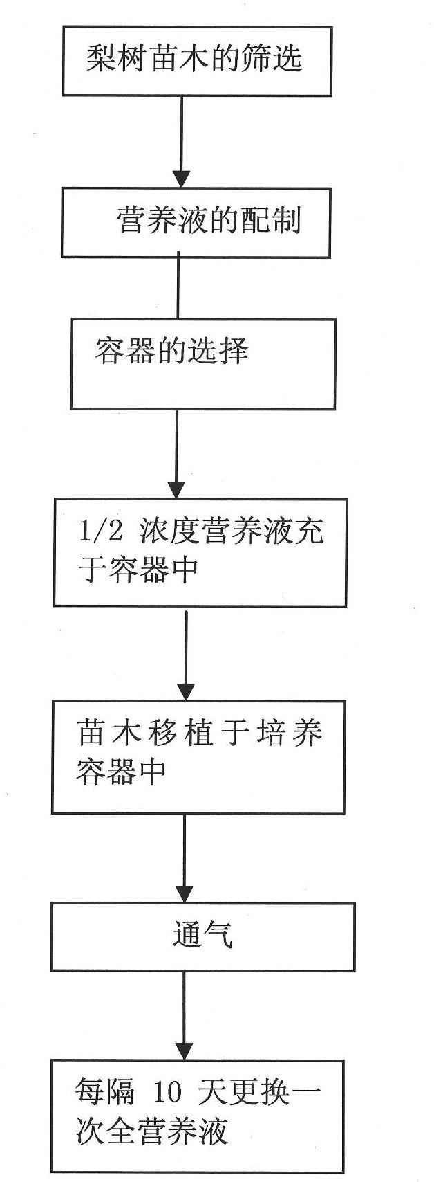 Pear tree water culturing method