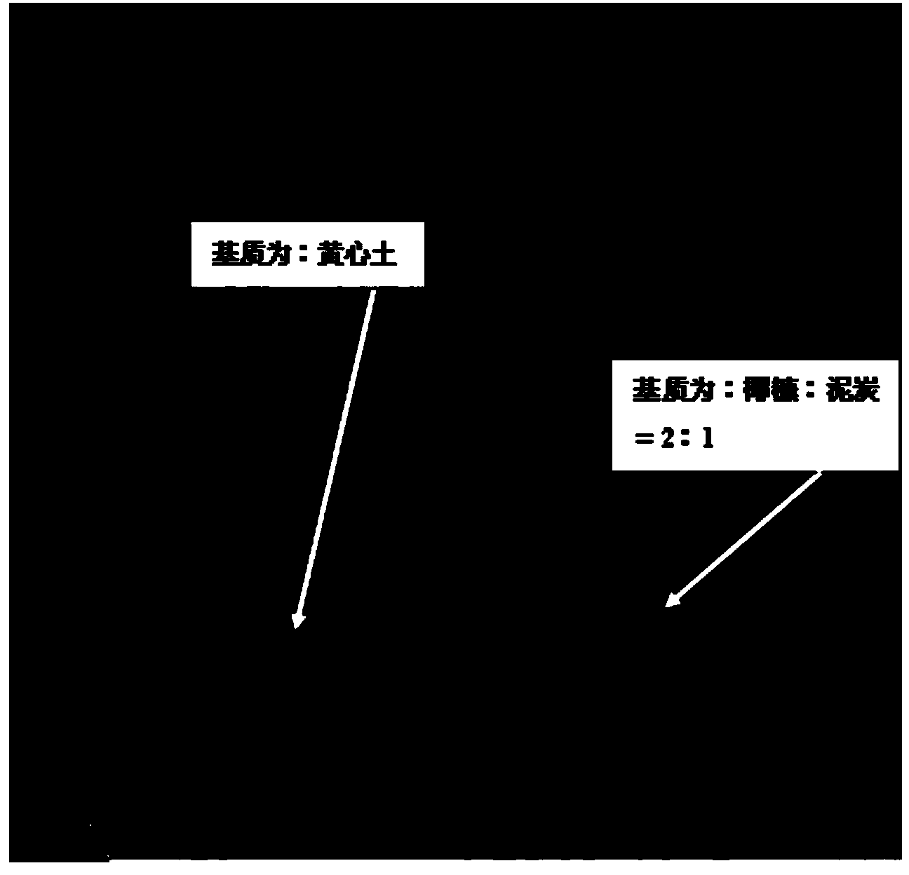 Method for quickly producing Chinese fir seedlings through micro-cutting