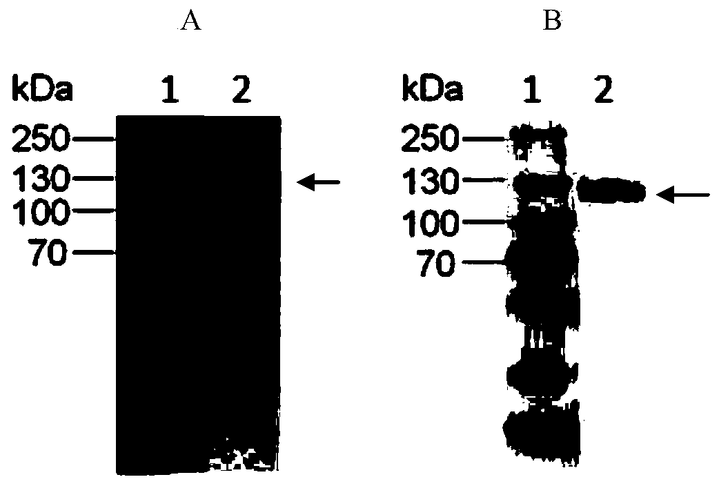 Humanized anti-CD26 antibody and application thereof