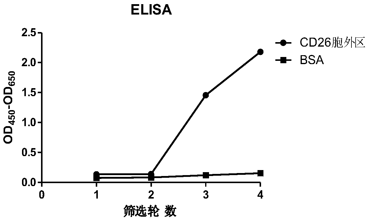 Humanized anti-CD26 antibody and application thereof