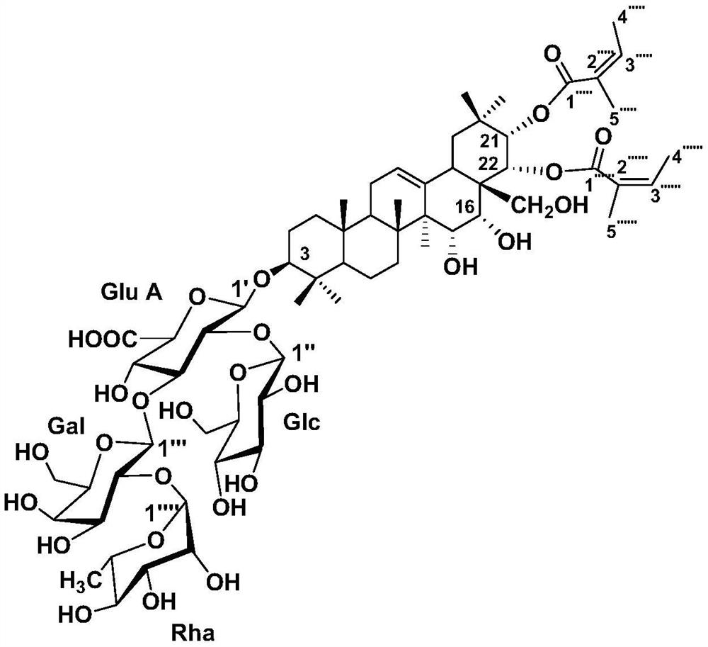 A kind of Schima superba extract and its application