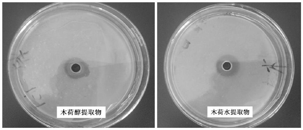 A kind of Schima superba extract and its application