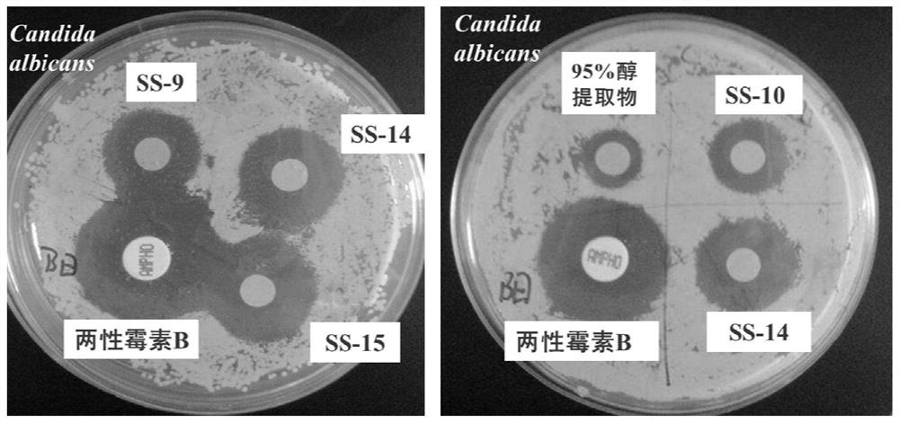 A kind of Schima superba extract and its application