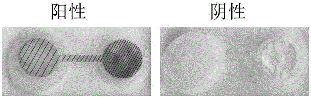 Integrated detection method for separating, enriching and detecting urine exosome as well as detection chip