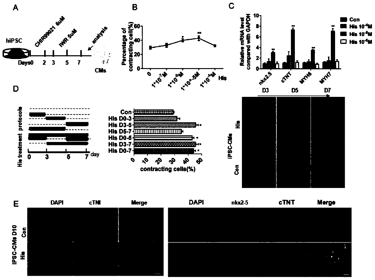 Method for inducing differentiation of multipotent stem cells into myocardial cells by biogenic amine and application