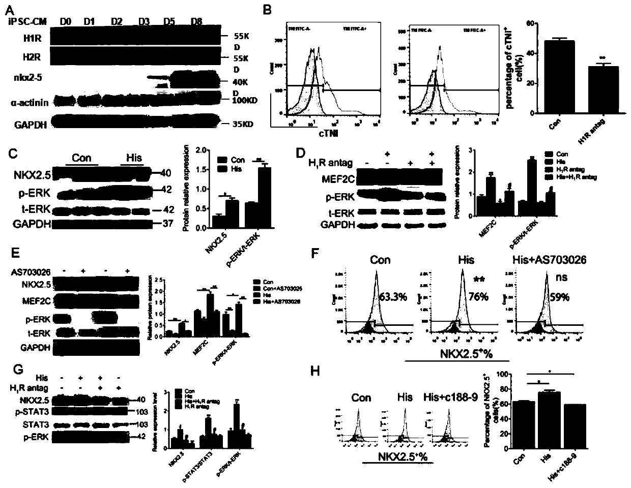 Method for inducing differentiation of multipotent stem cells into myocardial cells by biogenic amine and application