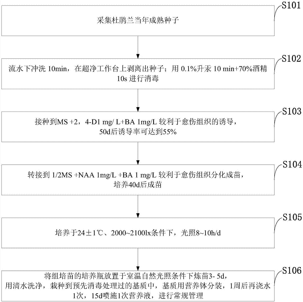 Cremastra appendiculata seed tissue culture and propagation method