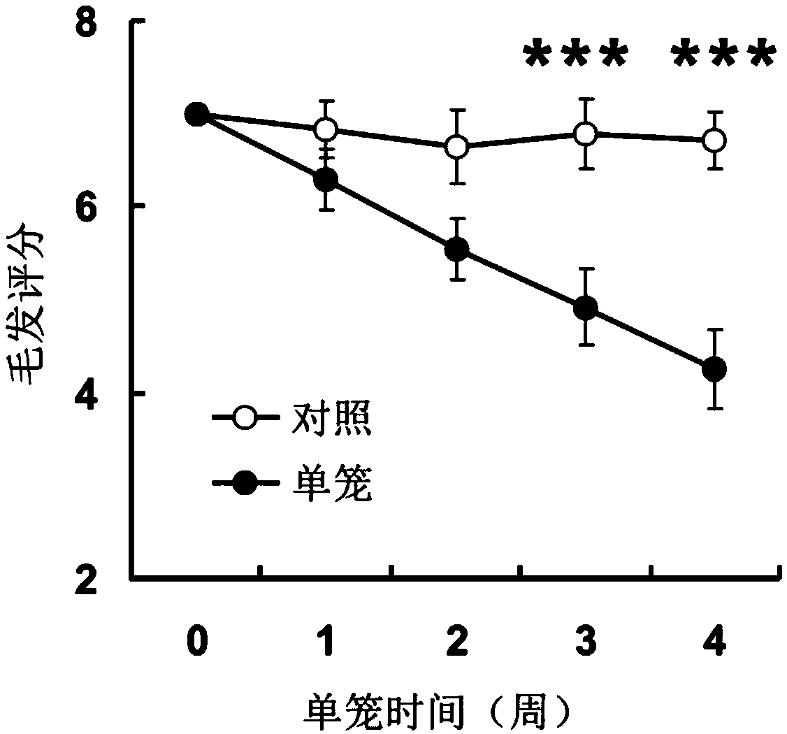 Modeling method of depression animal model of pubescent mouse