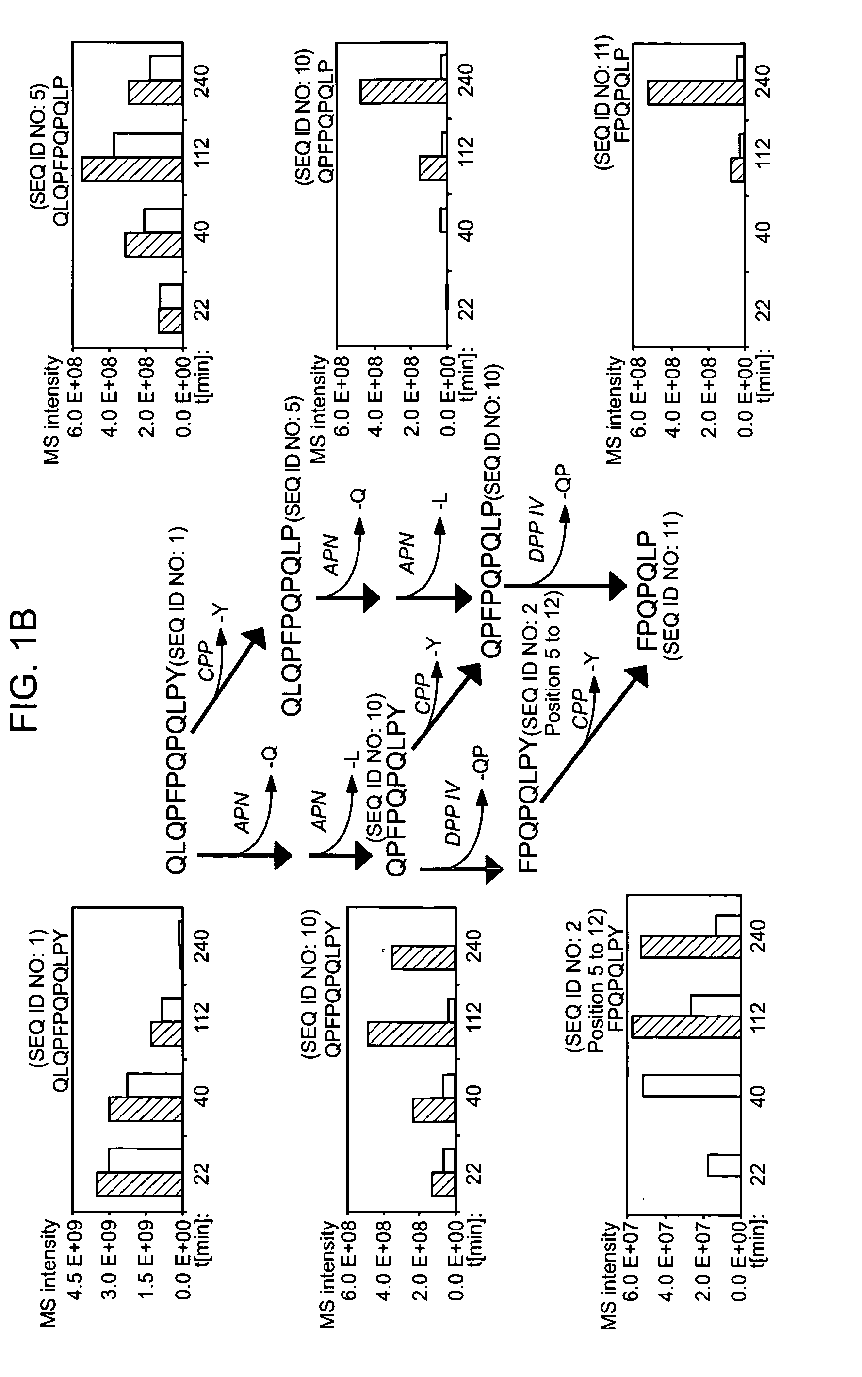 Enzyme treatment of foodstuffs for Celiac Sprue