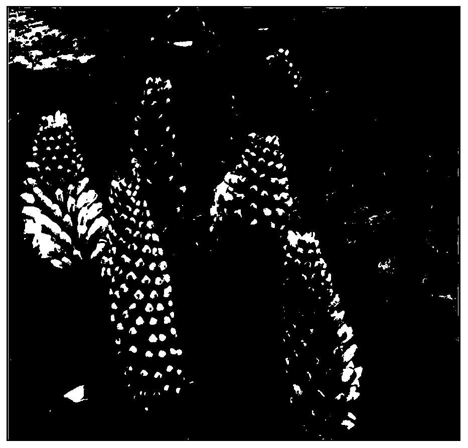 Method for producing cistanche deserticola Ma seeds separately from host in centralized way