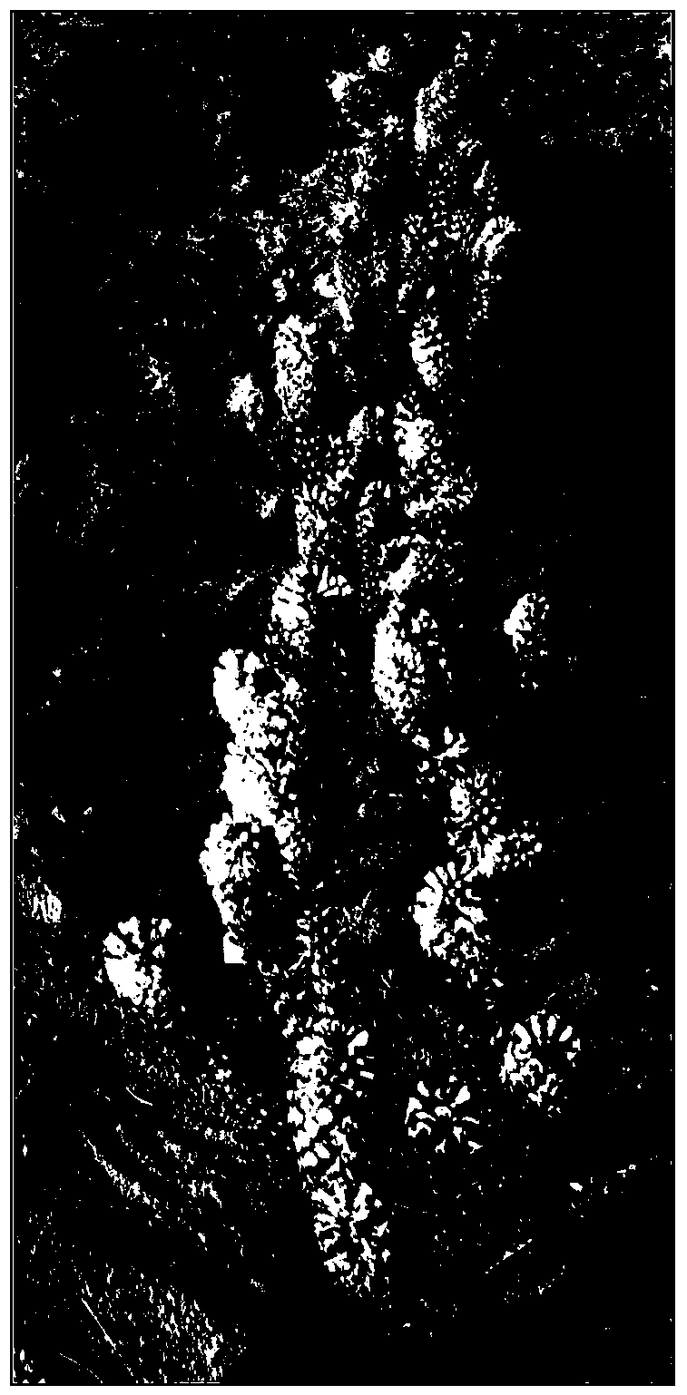 Method for producing cistanche deserticola Ma seeds separately from host in centralized way