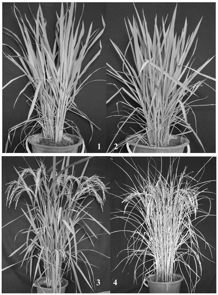 Rice senescence control gene oscdc48e and its encoded protein