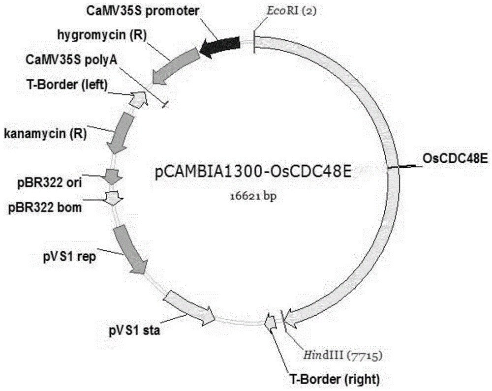 Rice senescence control gene oscdc48e and its encoded protein