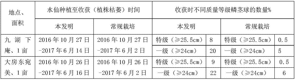 Cultivation method capable of improving quality of narcissus bulbs