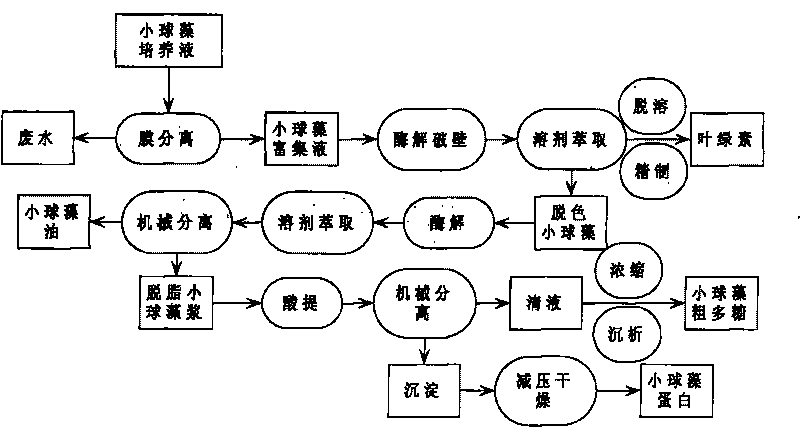 Method for continuously extracting functional components of chlorella vulgaris