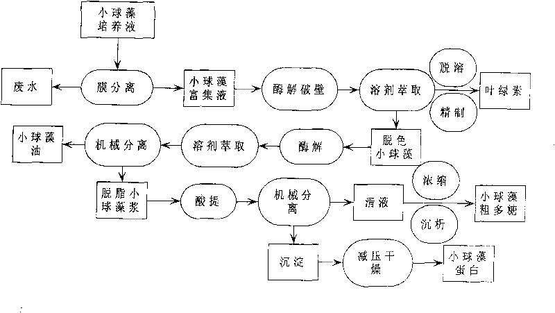 Method for continuously extracting functional components of chlorella vulgaris