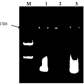 Method for extracting microorganism total DNA (Deoxyribonucleic Acid) in pu'er tea piling fermentation process