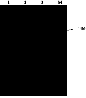 Method for extracting microorganism total DNA (Deoxyribonucleic Acid) in pu'er tea piling fermentation process