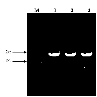 Method for extracting microorganism total DNA (Deoxyribonucleic Acid) in pu'er tea piling fermentation process