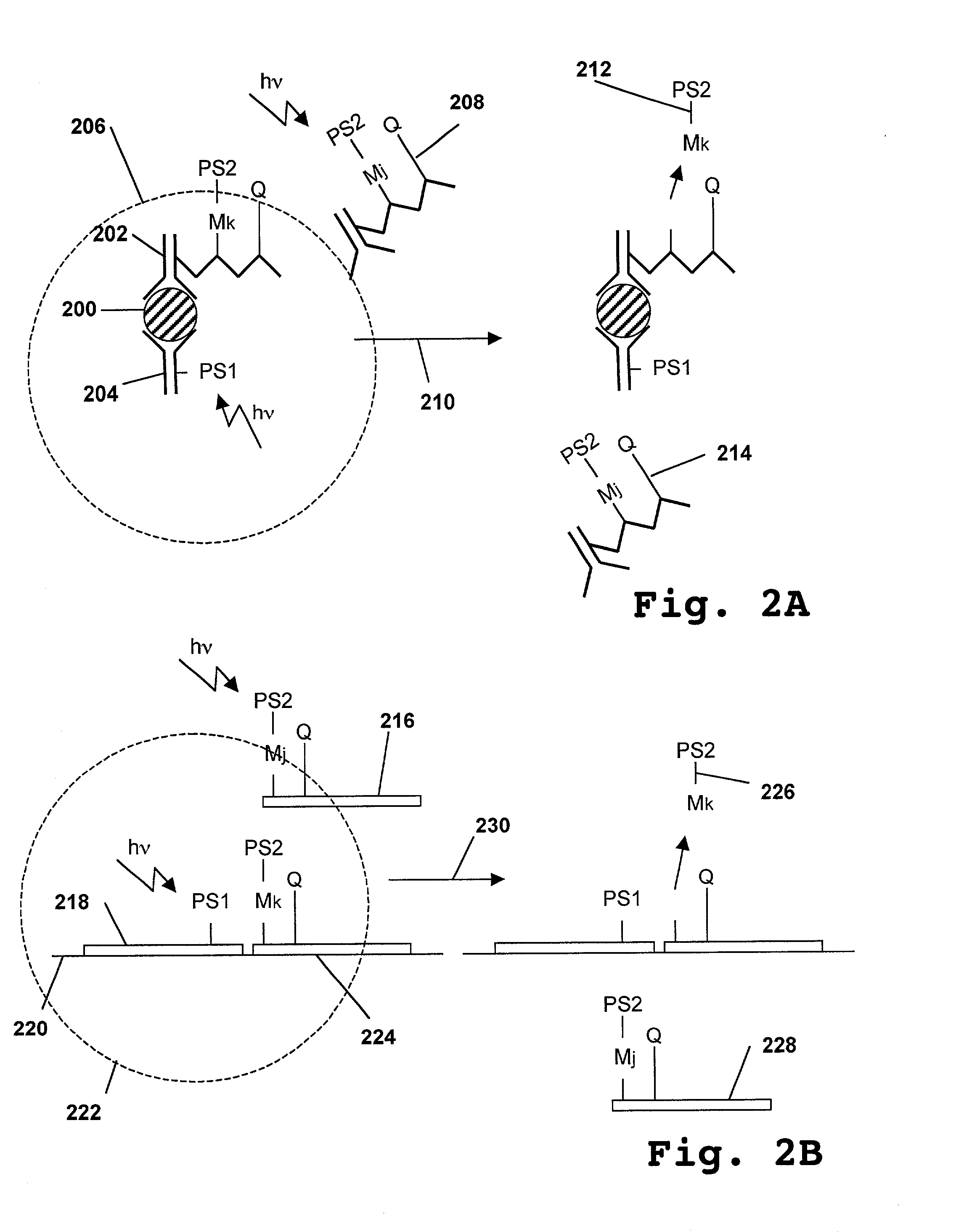 Catalytic amplification of multiplexed assay signals