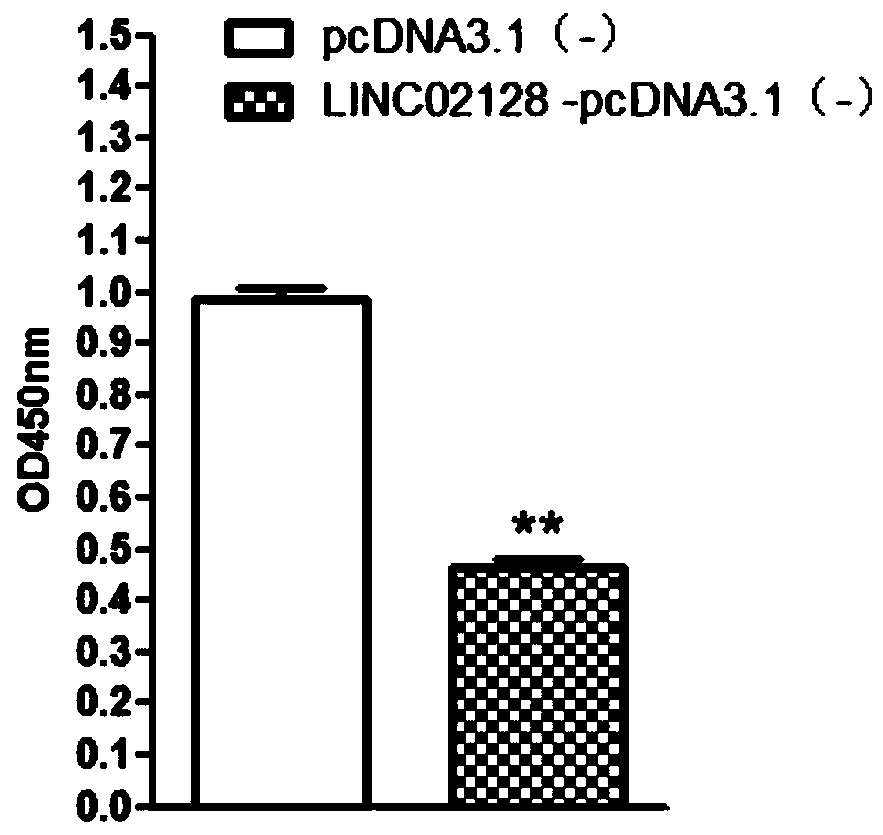 Liver cancer diagnosis and treatment marker, namely LINC02128