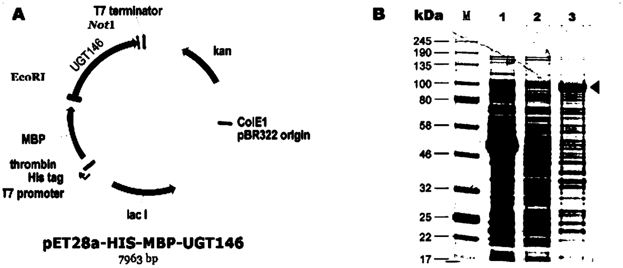 Protein UGT146 as well as coding genes and application thereof