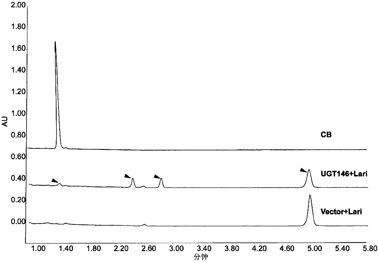 Protein UGT146 as well as coding genes and application thereof