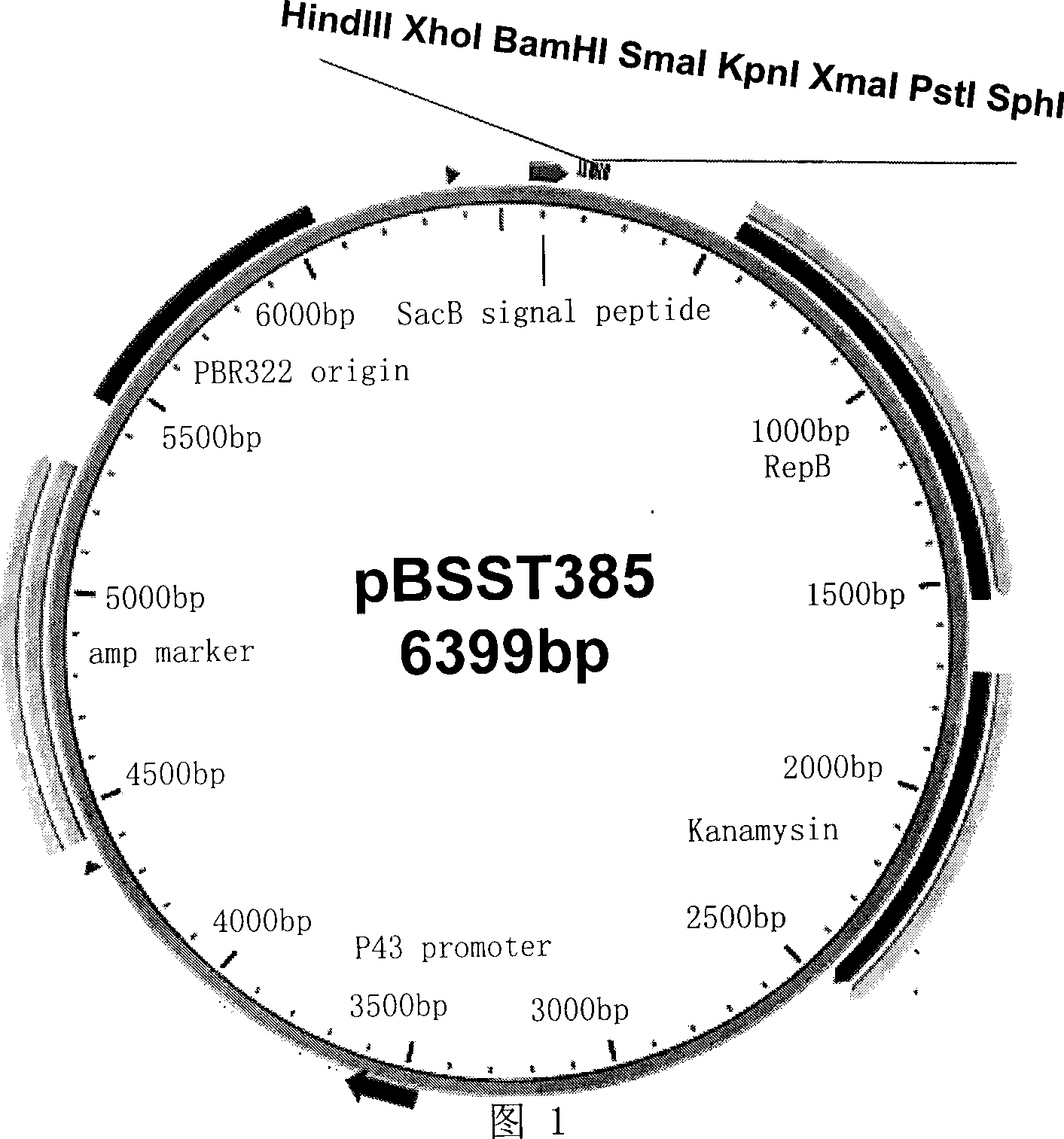 Shuttling expression vector of bacillus coli-bacillus subtilis and use thereof