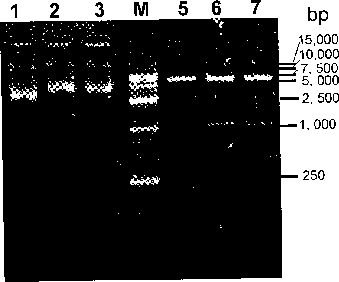 Shuttling expression vector of bacillus coli-bacillus subtilis and use thereof