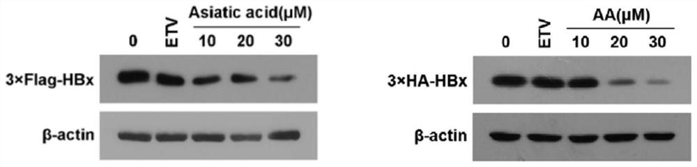 Application of asiatic acid in preparation of medicine for treating hepatitis B