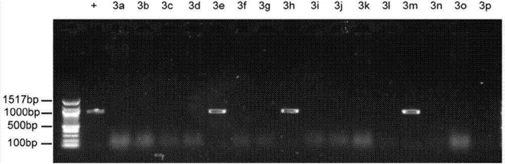 Method for constructing chromosome translocation stem cell and animal model by CRISPR-Cas9 technology