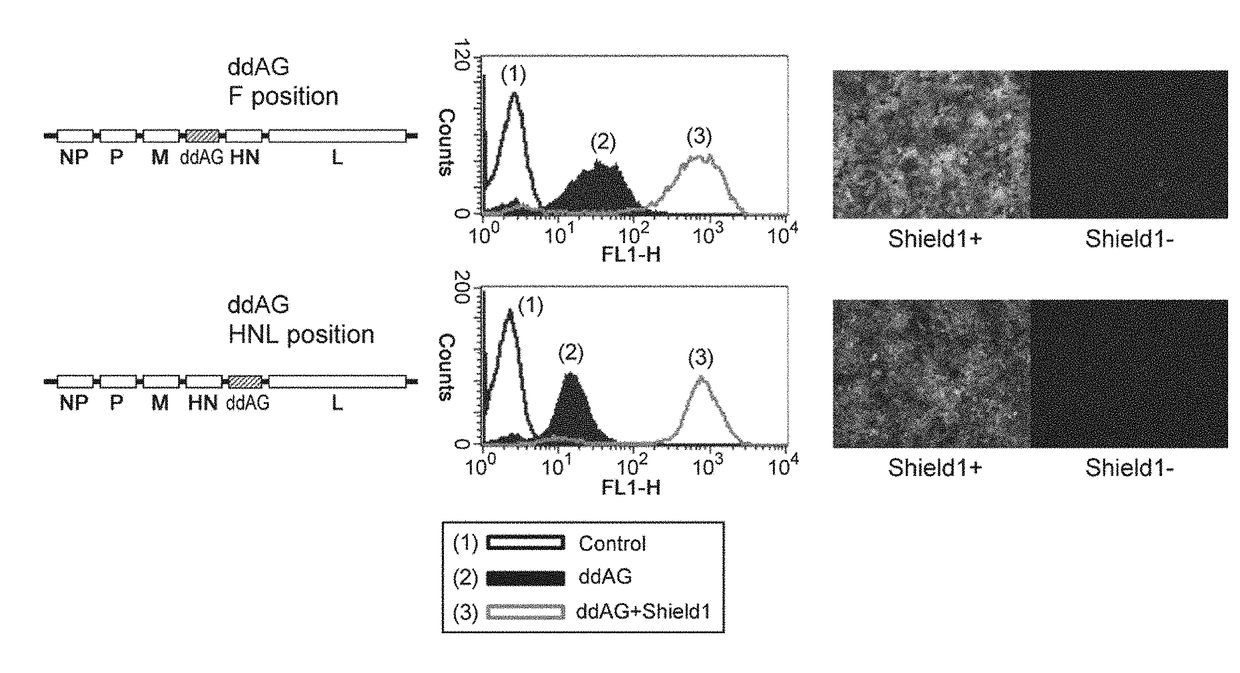 Improved negative-strand RNA viral vector